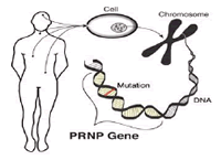PRNP gene mutations in a person's DNA are responsible for