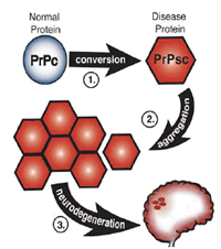 Normal protein converts to disease causing protein, and replicates causing spongy holes in the brain