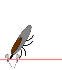 Tick removal - side view