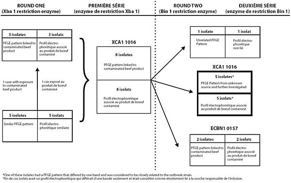 Figure 1. Classification des isolats d'Escherichia coli O157:H7 apr&egrave;s deux s&eacute;ries de tests par &eacute;lectrophor&egrave;se en champ puls&eacute; (PFGE)