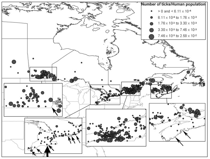 Figure 2. <strong> Ixodes scapularis</strong> ticks collected in passive surveillance in eastern Canada