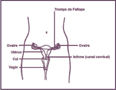 Appareil reproducteur féminin