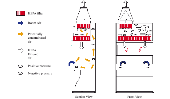 Fig. 3. Class II Type A2 Biological Safety Cabinet